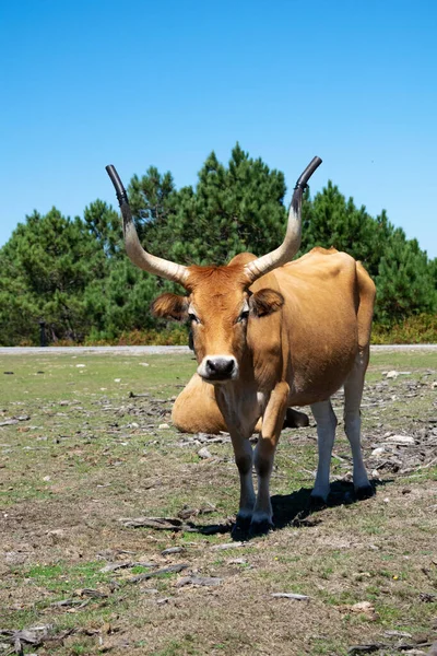 Portrait Brown Cow Big Horns Galicia Spain — Stock Photo, Image