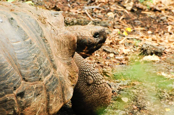 Riesenschildkröte Oder Schildkröte Aus Galapagos Ecuador — Stockfoto