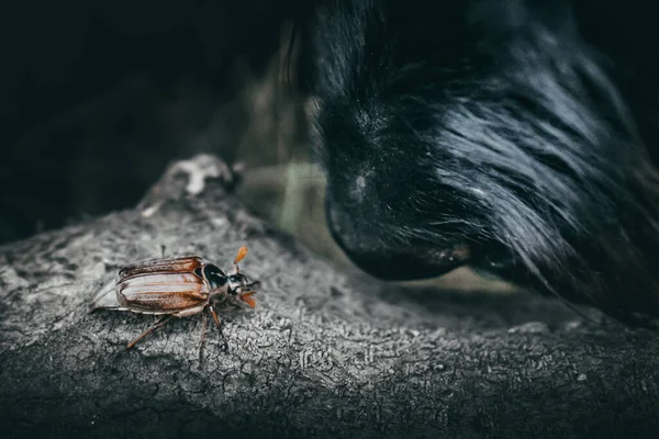 Melolontha Maikaefer Beetle Sitting Piece Wood Nose Dog Coming Close — Stock Photo, Image