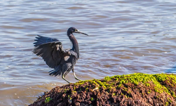 Primer Plano Una Garza Azul Agua — Foto de Stock