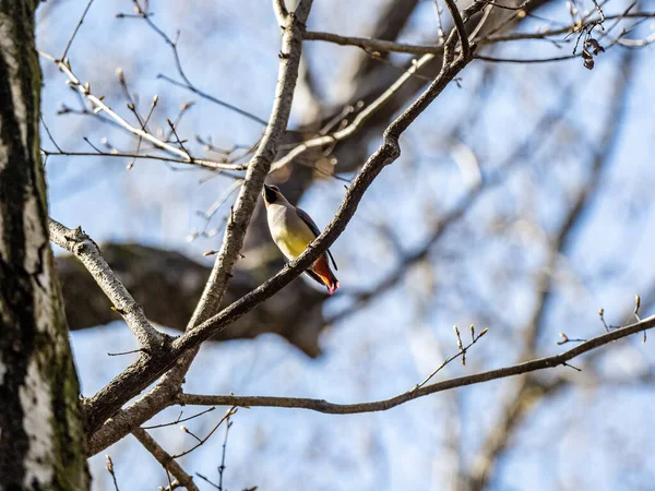 一只日本蜡翼栖息在树枝上 — 图库照片