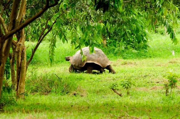 Giant Turtle Tortoise Galapagos Ecuador — Stock Photo, Image
