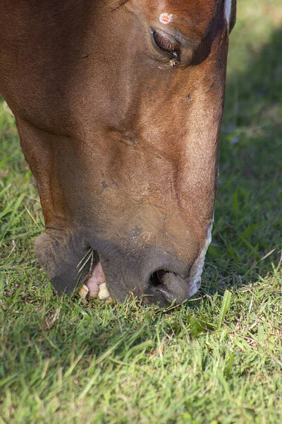 Plan Vertical Cheval Brun Qui Broutait Par Une Journée Ensoleillée — Photo