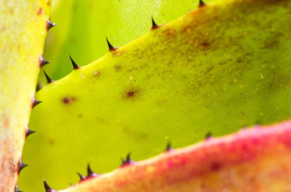 Tüskés Tövisek Szelektív Fókusza Egy Bromeliádi Növény Leveleire — Stock Fotó