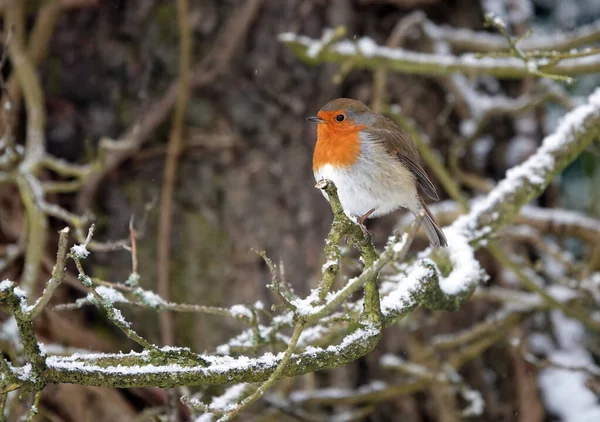 Een Close Shot Van Een Europese Robin Een Tak — Stockfoto