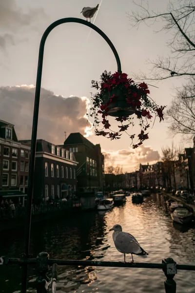Pionowe Ujęcie Zwiedzania Amsterdamu Wiszącą Doniczką Mewą Idealne Tapety — Zdjęcie stockowe