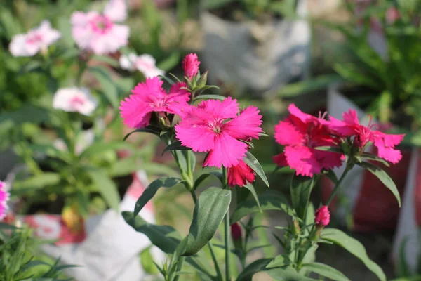 明るいピンクのカーネーションの花のクローズアップショット — ストック写真