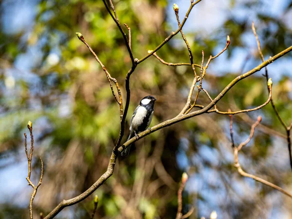 Una Japonesa Encaramada Rama Del Árbol —  Fotos de Stock