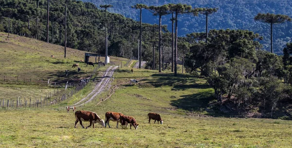 ブラジルの大きな雑木林に囲まれた畑で 牛の群れが安心して草を食べる — ストック写真