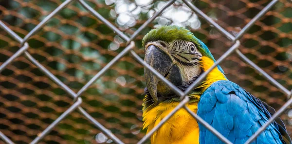 Roztomilý Modrozelený Macaw Žlutým Břichem Zírající Kamery Zpoza Klece — Stock fotografie