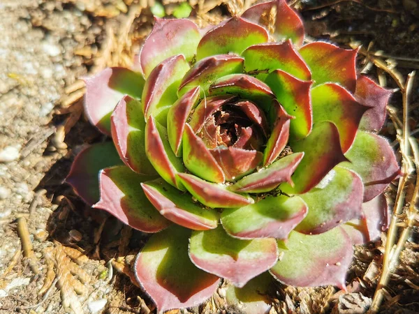 Ένα Κοντινό Πλάνο Ενός Λουλουδιού Crassulaceae Που Φυτρώνει Στο Τόσο — Φωτογραφία Αρχείου