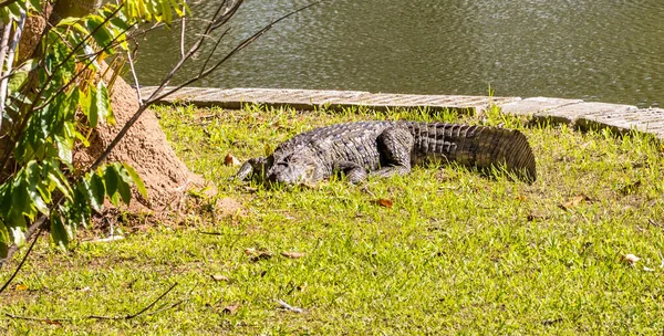 一条鳄鱼躺在湖边的草地上 — 图库照片