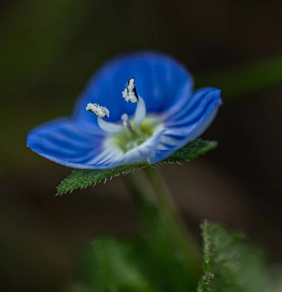 Close Uma Bela Flor Azul Esqueça Myosotis Fundo Verde Desfocado — Fotografia de Stock