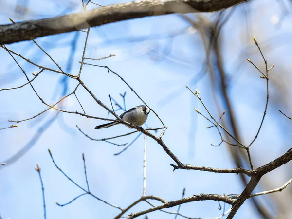 Long Tailed Tit Perched Tree Branch — Stok fotoğraf