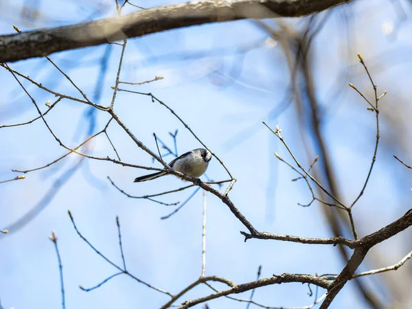 Long Tailed Tit Perched Tree Branch — Zdjęcie stockowe