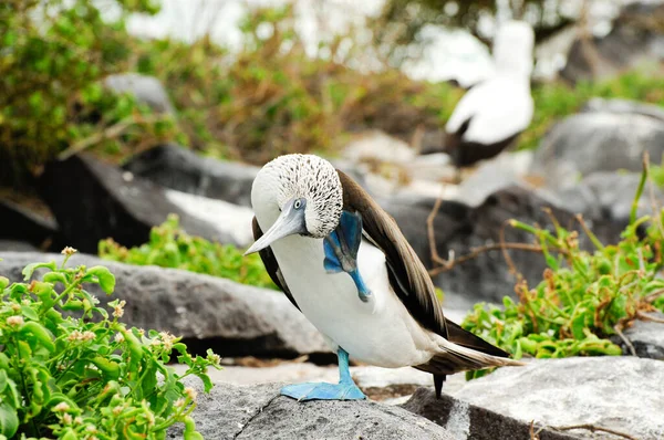 Galapagos Island Blue Footed Boobie Posing Camera — Stock Photo, Image