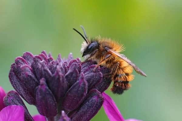 Primer Plano Una Abeja Albañil Roja Masculina Emergente Osmia Rufa —  Fotos de Stock