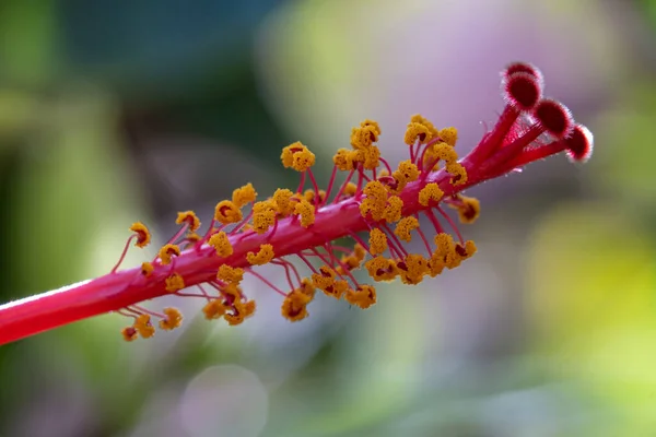 Red Hibiscus Close Macro Gran Canaria — Fotografia de Stock