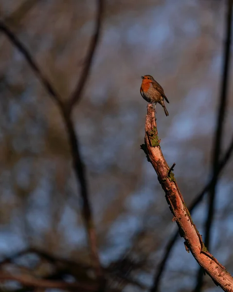 Selective Focus Shot Robin Bird Perched Branch — Stock Photo, Image