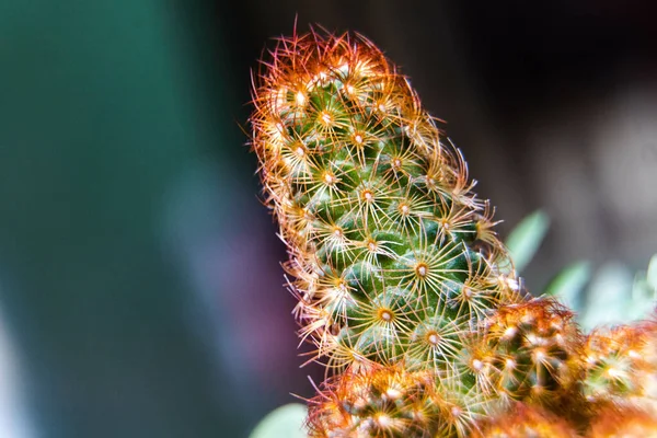 Közelkép Egy Gyönyörű Mammillaria Elongata Ról Egy Tüskés Arany Csipkés — Stock Fotó