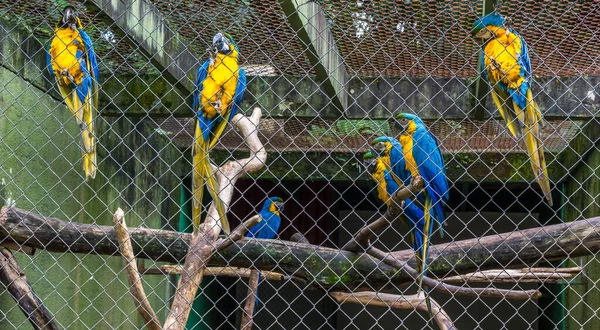 Sarı Göbekli Bir Grup Güzel Mavi Papağan Büyük Bir Kafesin — Stok fotoğraf