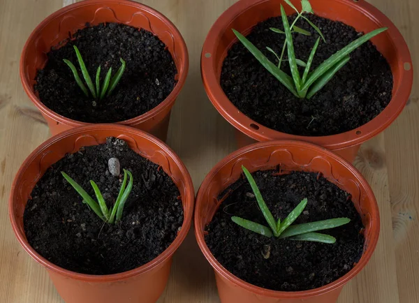 Une Vue Dessus Quatre Plantes Fleurs Vertes Poussant Dans Des — Photo