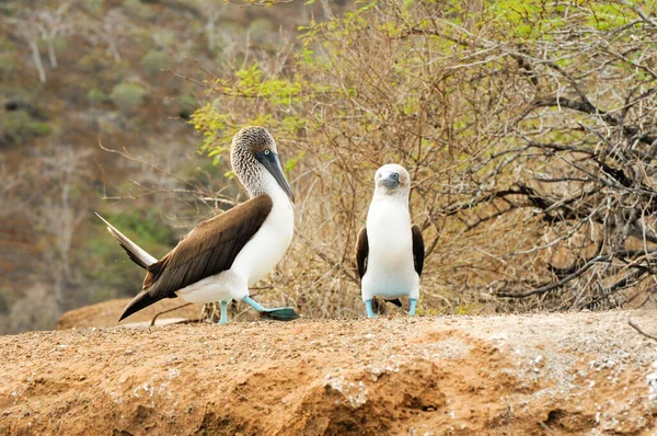 Galapagos Island Blue Footed Boobies Walking Together — Stock Photo, Image