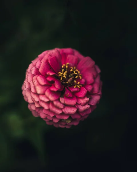 Closeup Shot Common Zinnia — Stock Photo, Image