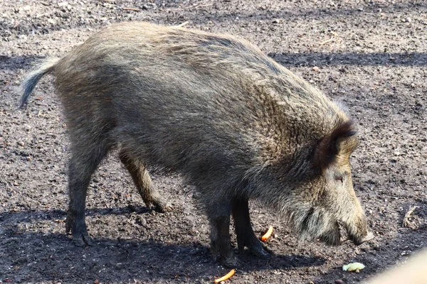 Gros Plan Pâturage Commun Porcs Sauvages Dans Pâturage — Photo