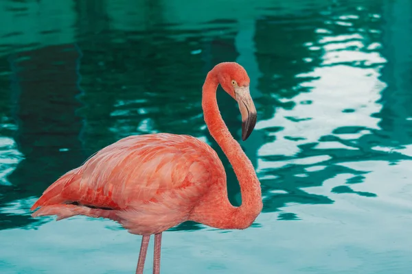 Een Close Shot Van Een Flamingo Een Blauwe Water Achtergrond — Stockfoto