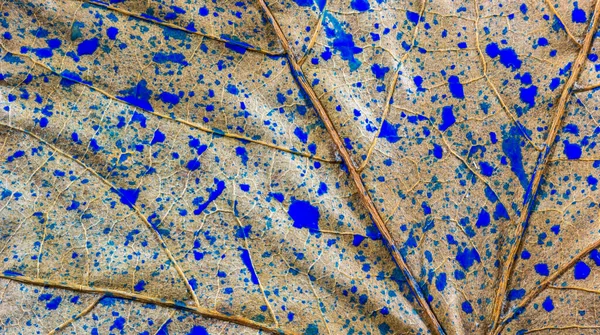 Висококутний Знімок Сухого Листа Розрізаного Плямами Синьої Фарби Абстрактні Художні — стокове фото