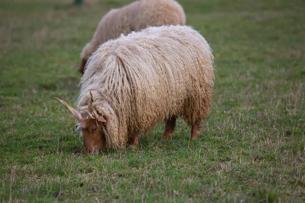 两只有角的羊 拉卡羊 欧维斯羊 在绿色的草地上吃草 — 图库照片