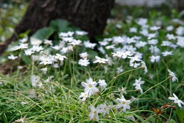 Eine Nahaufnahme Von Kleinen Weißen Blumen Die Wald Wachsen — Stockfoto