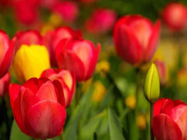 Fleurs Tulipe Pleine Couleur Rouge Jaune Vif — Photo