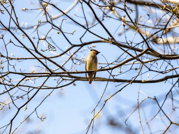 Ein Japanischer Wachsflügel Thront Auf Einem Ast — Stockfoto