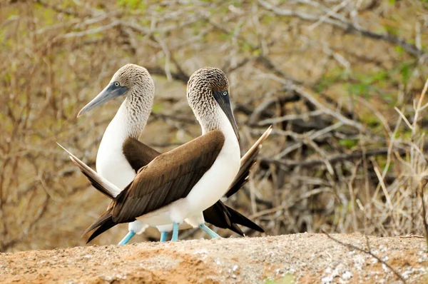 Galapágy Ostrov Modré Nohy Kozičky Kráčející Spolu — Stock fotografie