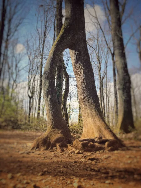 Ένα Δέντρο Δύο Κορμούς Που Μοιάζουν Πόδια Αυτό Δέντρο Φαίνεται — Φωτογραφία Αρχείου