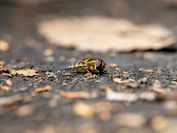 Tiro Macro Hoverfly Chão — Fotografia de Stock