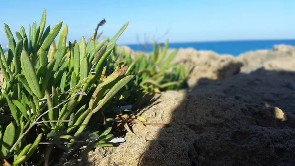 Растения Растущие Скалах Элоро Контрада Недалеко Города Ното Сицилия — стоковое фото