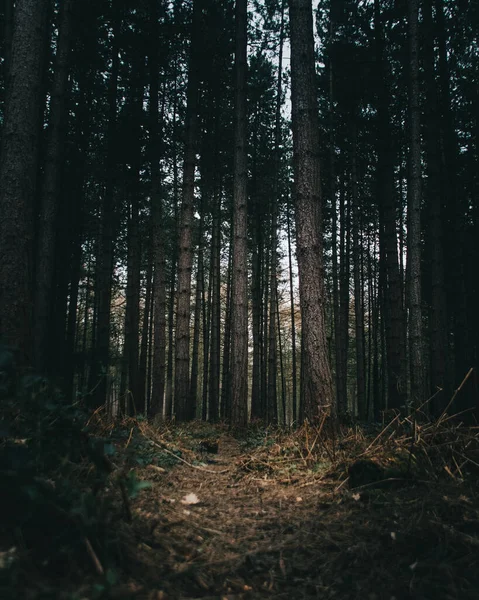 Ormandaki Yüksek Ağaçların Dikey Görüntüsü — Stok fotoğraf