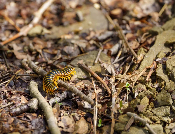 Een Selectieve Focusopname Van Een Bruine Duizendpoot Grond — Stockfoto