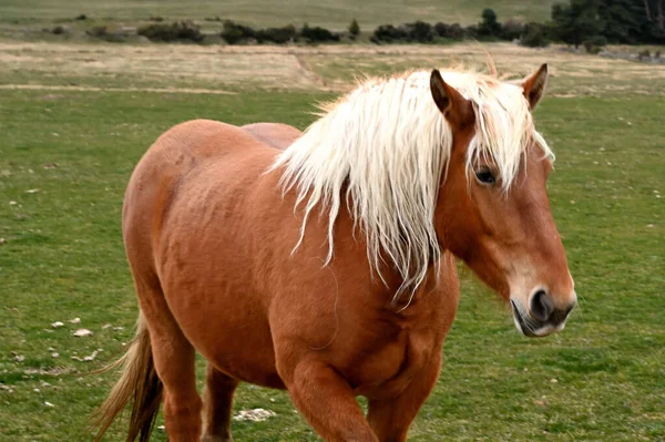 Кінь Полі Півдні Франції — стокове фото