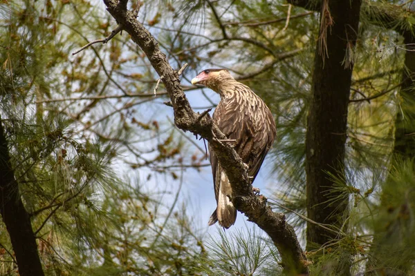 Caracara Sul Caracara Plancus Uma Árvore Vista Cidade Buenos Aires — Fotografia de Stock