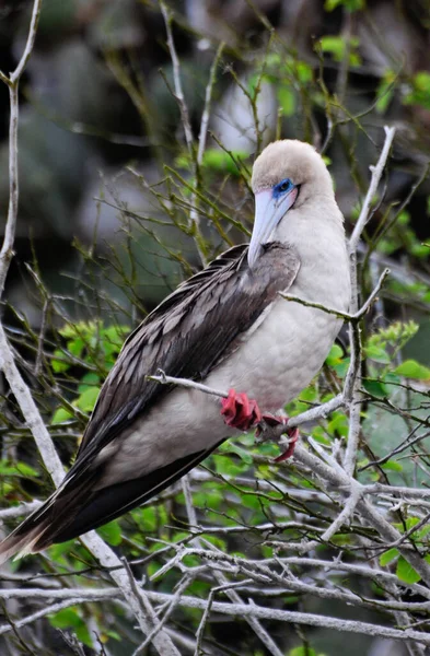 Egy Galapagos Szigeti Veszélyeztetett Vörös Lábú Cickók — Stock Fotó