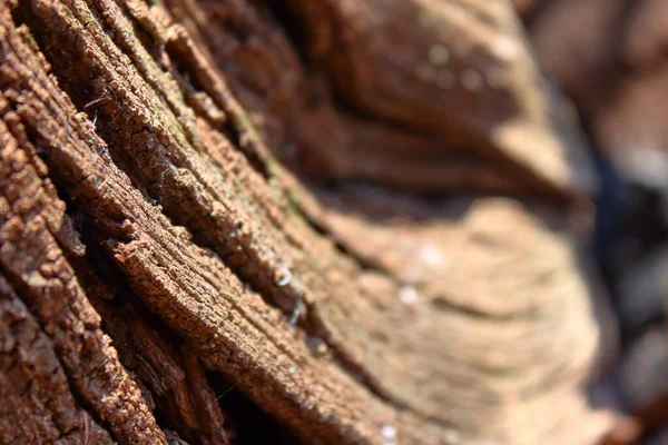 Tiro Close Casca Árvore Resistida — Fotografia de Stock