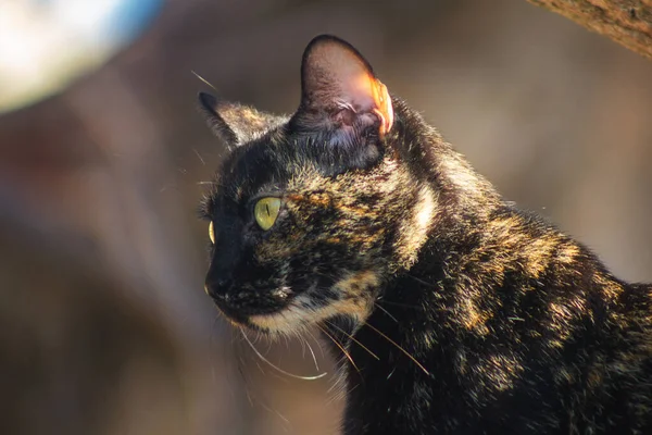 Nahaufnahme Einer Flauschigen Katze Die Mit Ihren Grünen Augen Starrt — Stockfoto