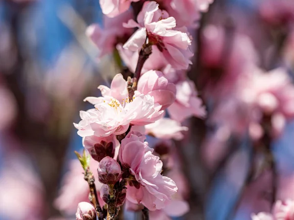 분홍색 사쿠라 이나무 — 스톡 사진