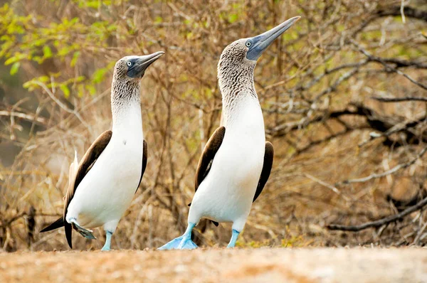 Galapágy Ostrov Modrá Noha Kozičky Pták Pár — Stock fotografie