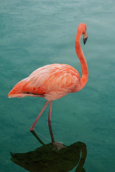 Vertical Shot Pink Flamingo Blue Water Background — Stock Photo, Image