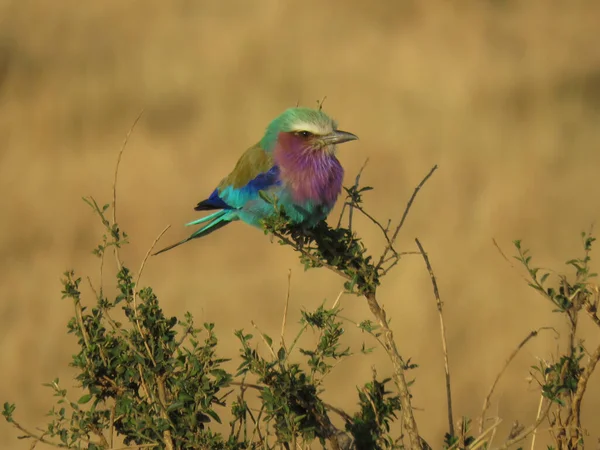 Masai Mara Kenya Aυγ 2016 Ρολό Θηλιά Σκαρφαλωμένο Θάμνους Στη — Φωτογραφία Αρχείου